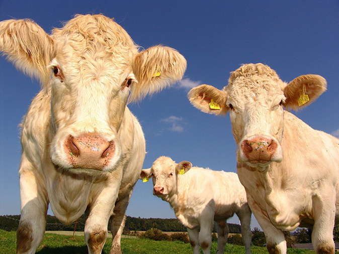Tackling carbon emissions in the dairy industry
