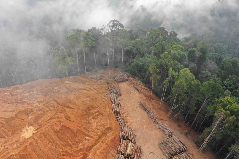 Why deforestation-free feed is becoming standard business practice for UK dairy