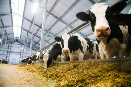 farming Archives - Dairy Industries International